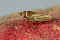 (Homoptre - Cicadellidae - Aphrodes sp.)